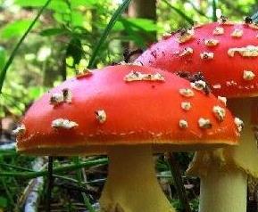 怎么分辨毒蘑菇（怎么分辨毒蘑菇?）