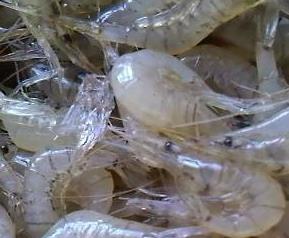 淡水小虾的营养价值及功效与作用 淡水小虾的营养价值