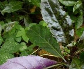 紫背菜的功效与作用及食用方法 紫背菜的功效与作用及禁忌