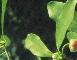 小茴香的功效 小茴香的功效与作用与药用