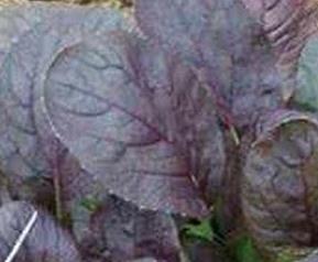 紫油菜和什么相克 紫菜跟什么相克