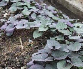 紫色红薯叶的功效和作用 紫色红薯叶的功效和作用禁忌