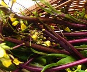 红菜苔的功效与作用 红菜苔的功效