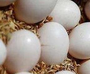 鸽子蛋的营养价值与功效与作用 鸽子蛋的营养价值与功效