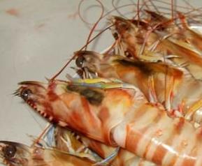 斑节虾的家常做法 斑节虾怎么做好吃又简单