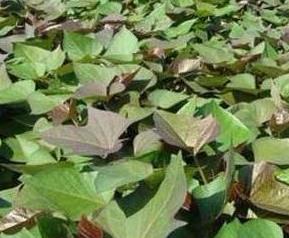 紫薯叶的营养价值及功效与作用 紫薯叶子的营养价值