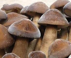 长根菇的功效作用 和菇根的功效与作用