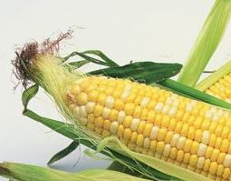 玉米叶和玉米须的作用 玉米须的作用