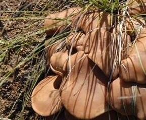 毛尖蘑的功效与作用 野生毛尖蘑菇