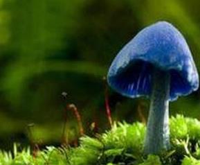 天蓝蘑菇的功效和作用 天蓝蘑菇的功效和作用图片