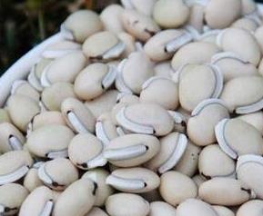 白扁豆的功效与作用 白扁豆的功效与作用的功能与主治