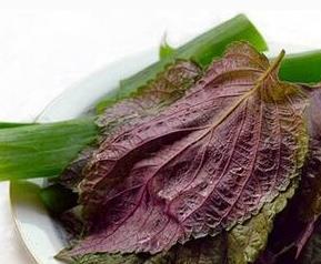 紫苏叶子的功效和用法 紫苏子叶的功效与作用及食用方法