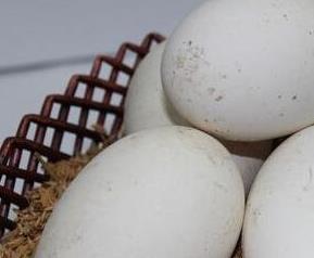 鹅蛋的功效与作用及营养 鹅蛋的功效与作用