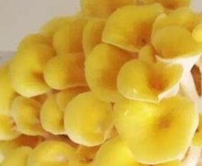 西藏黄金菇的功效和作用 西藏金蘑菇的作用