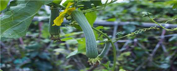 丝瓜的种植方法和技术