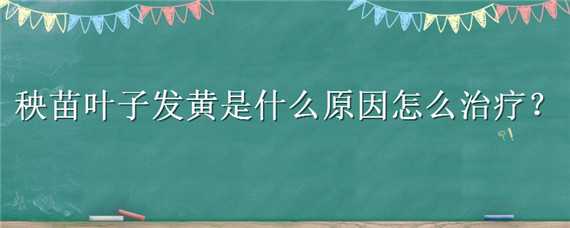 秧苗叶子发黄是什么原因怎么治疗 秧苗叶子发黄是什么原因怎么治疗水稻秧