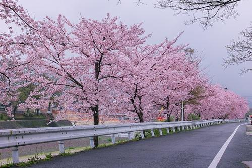 樱花树种植技术 樱花树种植技术与管理