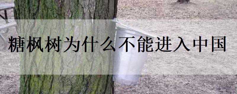 糖枫树为什么不能进入中国（中国有没有糖枫树）