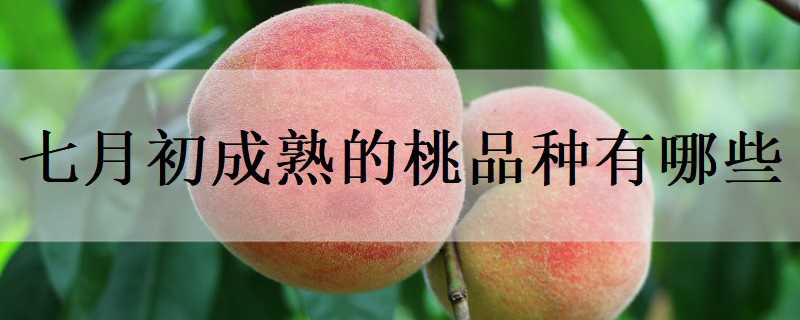 七月初成熟的桃品种有哪些（七月份熟的桃子都有什么品种）
