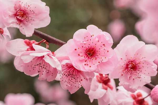 梅花什么时候开的，一年可以开几次 梅花花期开多久