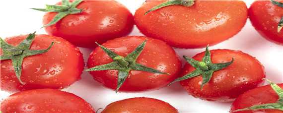 番茄的生长规律 番茄的生长规律图片