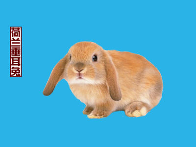 荷兰垂耳兔多少钱一只（荷兰垂耳兔多少钱一只图片）