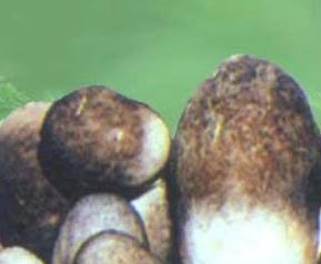 草菇幼菇死亡的防治 草菇幼菇死亡的防治措施