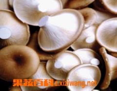 猪肚菇高产栽培技术 猪肚菇的种植与栽培技术