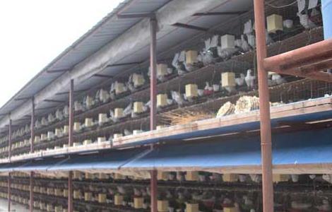 鸽子养殖大棚温度 温室养殖大棚养殖鸽子的优点