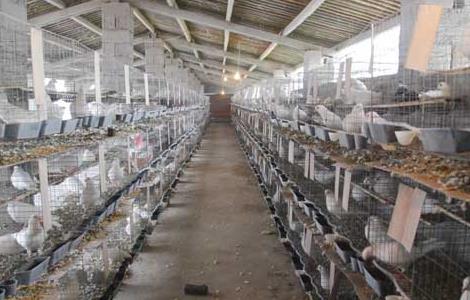 白羽王鸽的养殖管理技术与方法 白羽王鸽的养殖管理技术