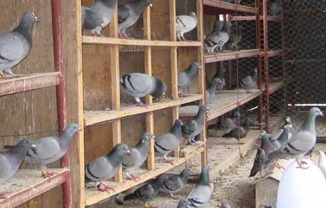 肉鸽在育雏期间的养殖管理技术 肉鸽饲养流程及注意事项