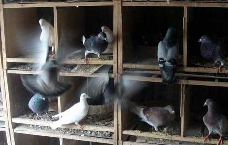 信鸽养殖最忌讳什么 养殖信鸽的相关知识