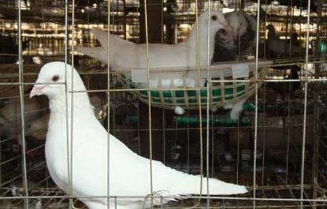 白羽王鸽的养殖特点 白羽王鸽养殖技术