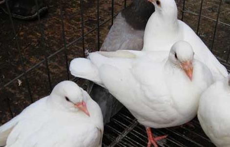 如何提高肉鸽的繁殖力 肉鸽如何才能提高成活率