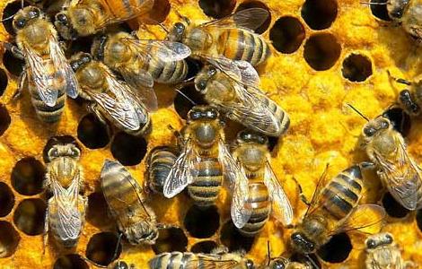 被蜜蜂蛰了怎么处理更有效 被蜜蜂蛰了怎么处理