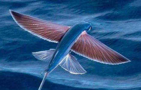 飞鱼为什么会飞 飞鱼为什么会飞起来