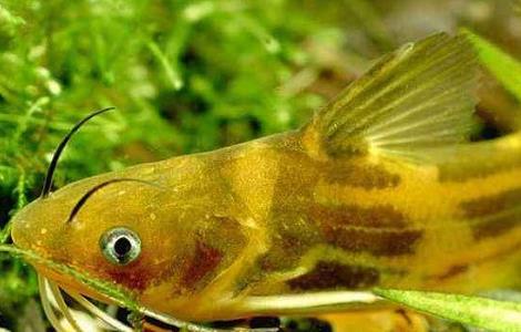 黄颡鱼养殖技术要求 黄颡鱼最新养殖技术