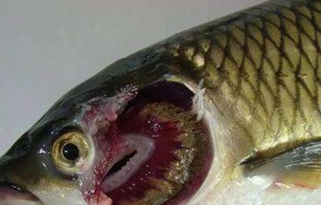草鱼的常见病害防治方法有哪些 草鱼的常见病害防治方法