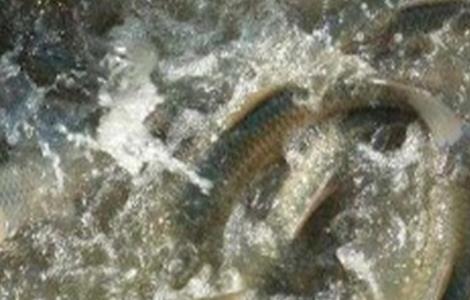 高温时期草鱼的养殖技术 草鱼养殖条件水温