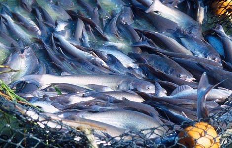 巴沙鱼的人工养殖方法 巴沙鱼能人工养殖吗
