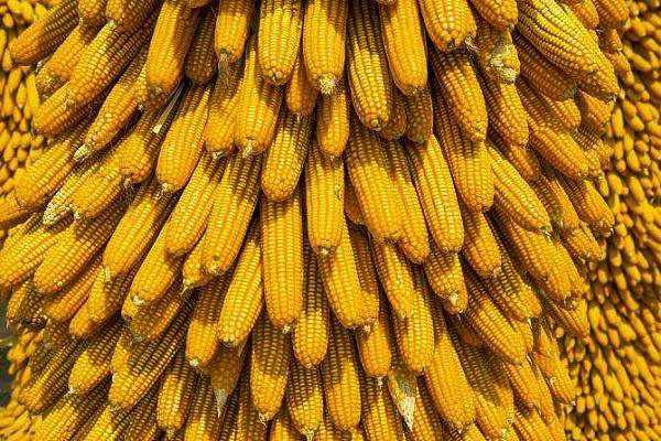 玉米割苗增产技术 怎么割效果好