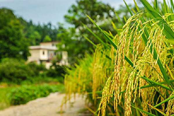 水稻和小麦都是大米吗 两者有什么不同