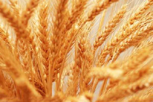 东北小麦什么时候收割，几月份才会收获
