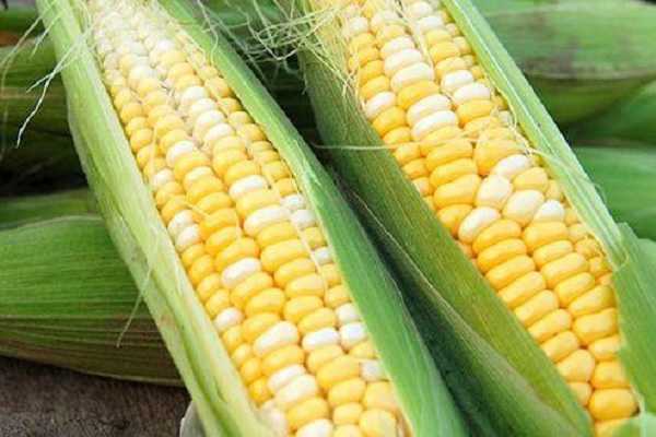 玉米抽穗后多少天能吃，养护管理方法有哪些