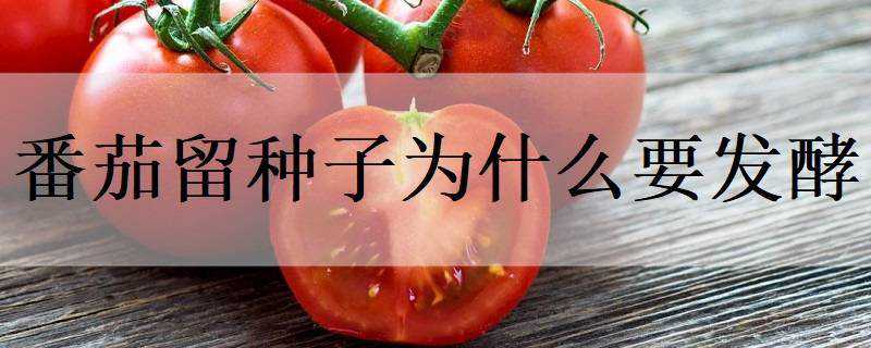 番茄留种子为什么要发酵（番茄留种子为什么要发酵一下）