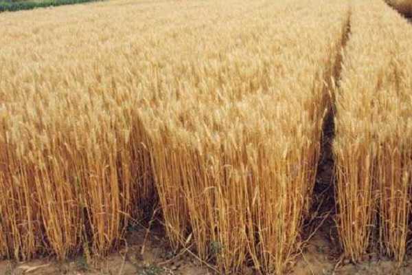 小麦纹枯病的症状，为什么会发病 小麦纹枯病的症状,为什么会发病呢