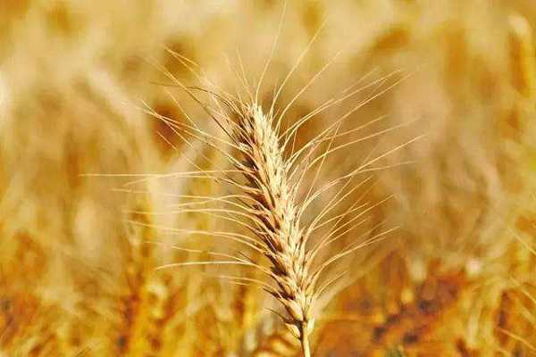 小麦的需肥规律及配方，如何施肥才高产