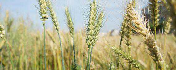 小麦病虫害有哪些 小麦病虫害有哪些危害