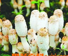 鸡腿菇菌害“鸡爪菌”的防治 食用菌鸡腿菇