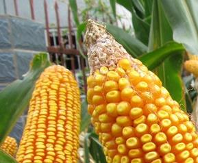 玉米的7大功效,玉米常见功效与作用 玉米的7大功效,玉米常见功效